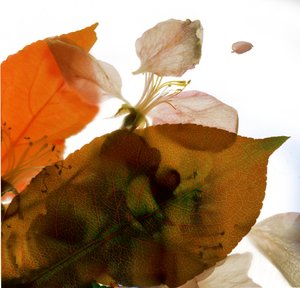 Crabapple Rose I, 2014, (digitaalinen valokuva, digitaalinen alkuperäinen tuloste)
